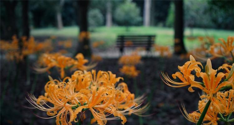 探寻无法得到花语的奥秘（以什么花的花语是无法得到？）