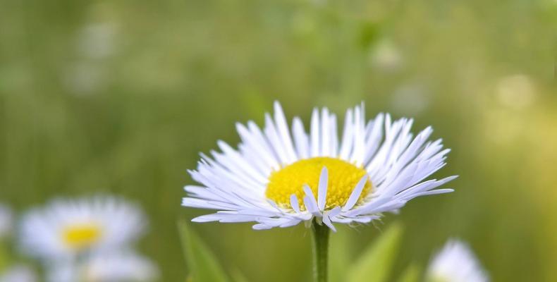 希望之花（以何种花的花语传达希望与阳光？）