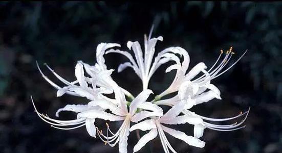 以百合花为主题的思念之情（深情厚意，百合花的花语揭秘）