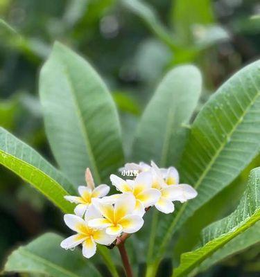 以郁金香的花语为主题的新生之旅（探索郁金香的花语，迎接新的开始）