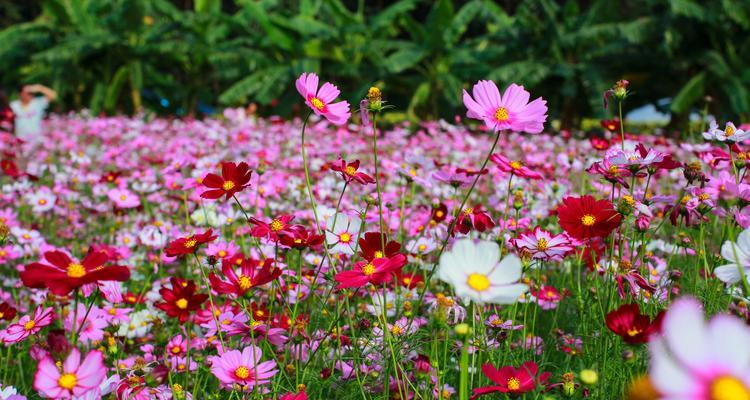 幸福花语——寓意幸福的花朵（以百合花为例，探讨花语中的幸福内涵）