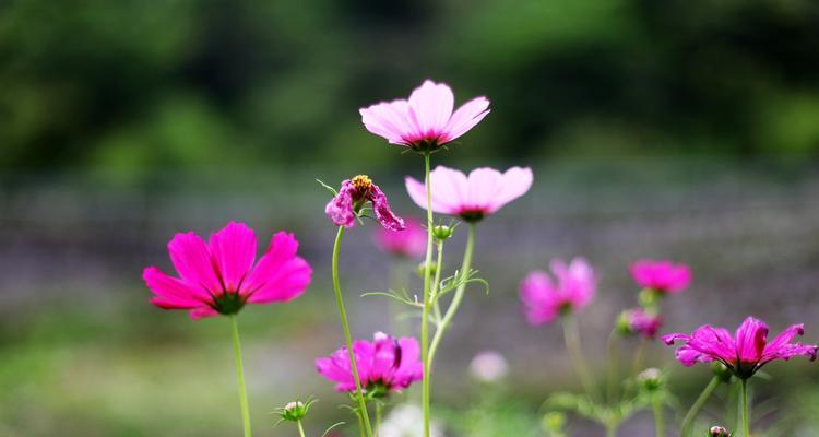 幸福花语——寓意幸福的花朵（以百合花为例，探讨花语中的幸福内涵）