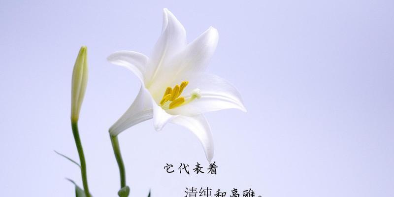 花海中的虚幻世界（揭秘花海中的虚幻花语之谜）