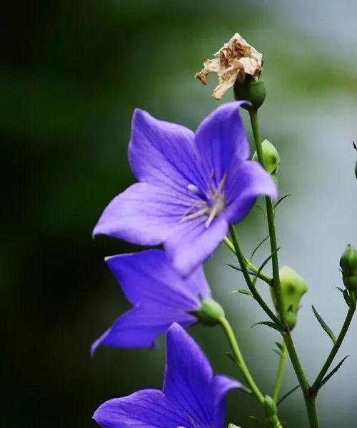 忘却的花语——迎接新生活的勇气（以雏菊花语为例解读遗忘的含义）