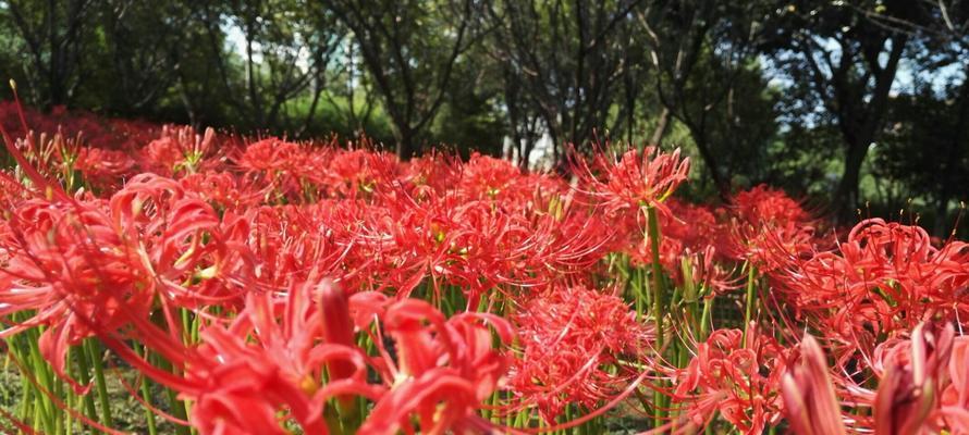 花语寓意（探寻以什么花的花语表达永不再见的含义）