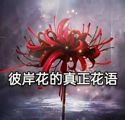 花语寓意（探寻以什么花的花语表达永不再见的含义）