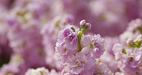 永恒之花（传递爱与美的花朵，探索永恒的意义）