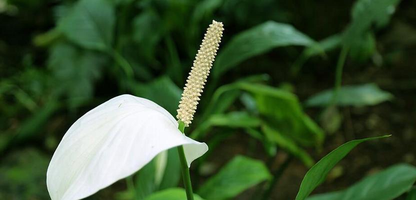 永恒的守护──以白玫瑰花语为主题的文章（白玫瑰花语中的无尽爱意）