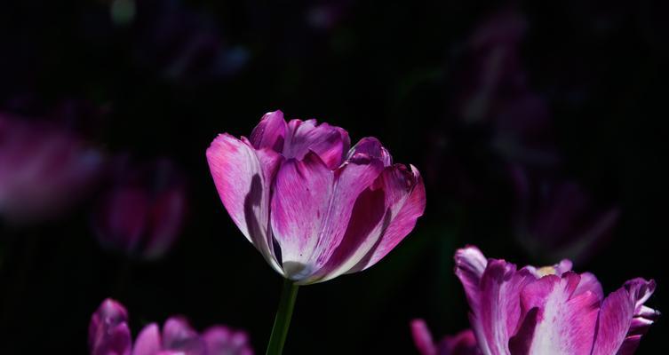 永恒友谊的花语——玫瑰花的花语解读（探寻玫瑰花所传递的永恒友谊的意义与象征）