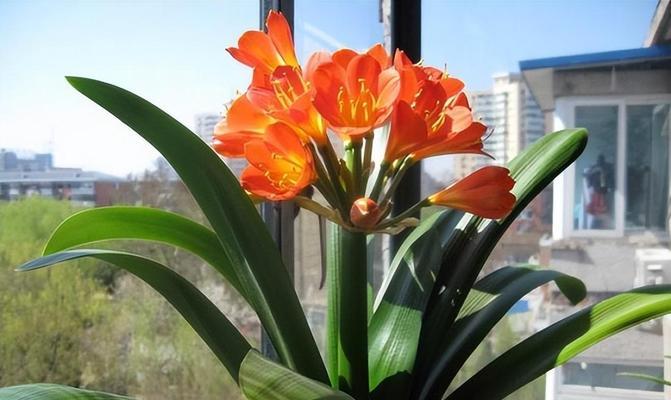 用以茉莉花的花语诠释“越来越好”（花语之美）