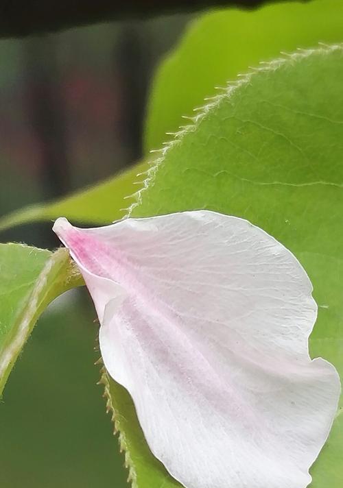 再见的花语（百合花，告别，花语）