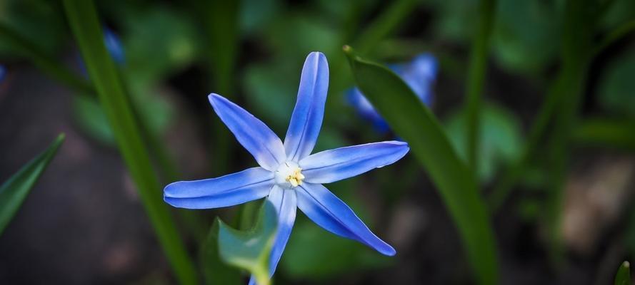 智慧之花——菊花的花语（领悟人生智慧的良师）