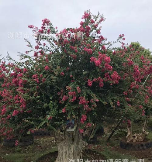 百日红树修剪技巧详解（如何合理修剪百日红树，让它更加健壮美观）