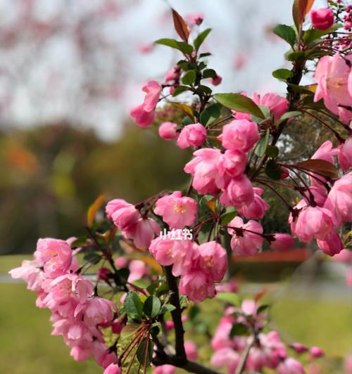 春天里缤纷盛开的花（探寻春季花海，赏花赏心情）