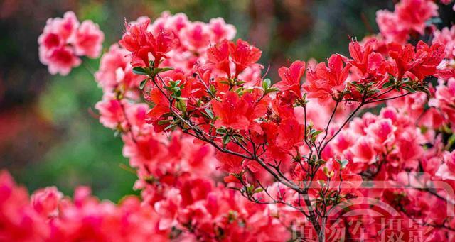 春天里缤纷盛开的花（探寻春季花海，赏花赏心情）