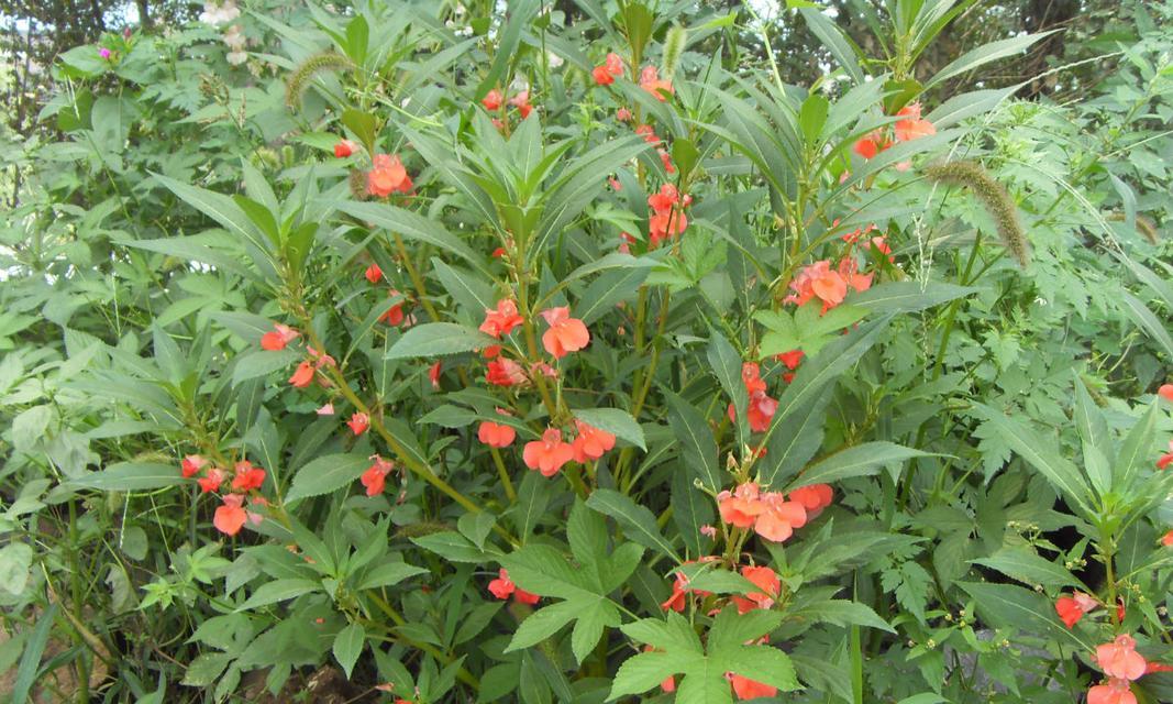 指甲花，解密它的花名（揭秘指甲花的别名及其特点）