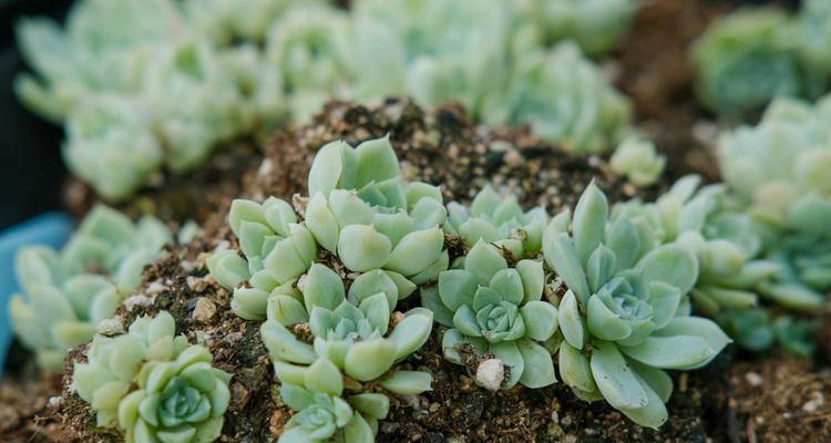 多肉植物扦插繁殖技巧（从芽眼选材到管理养护，轻松掌握多肉植物繁殖技巧）