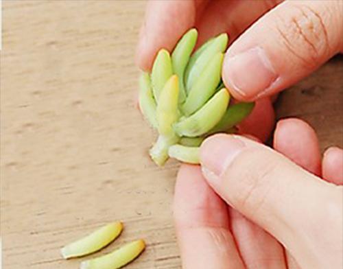 多肉植物扦插繁殖技巧（从芽眼选材到管理养护，轻松掌握多肉植物繁殖技巧）