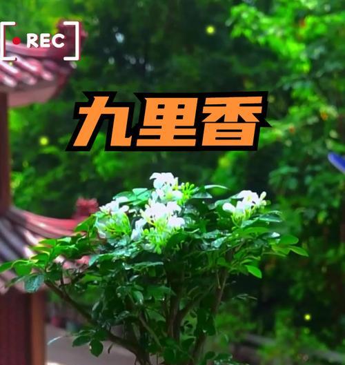 九里香的花开与果实结（一年四季都有香气飘荡的植物，一年两次丰收的特色果品）