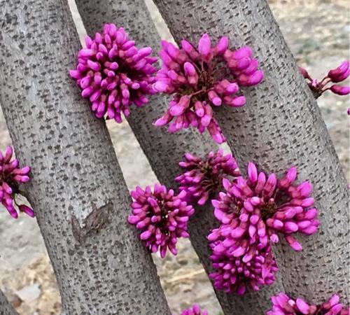 丁香和紫荆花的区别（从花色、形态、生长环境、寓意等方面解析）