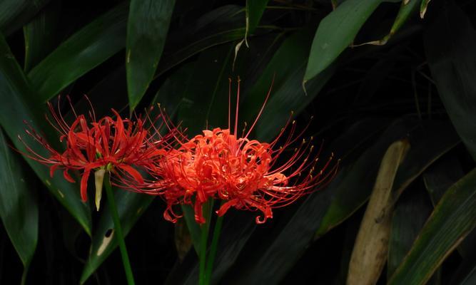 探秘彼岸花的奇妙生长之旅（花开花落，时光荏苒，彼岸花的美丽瞬间）