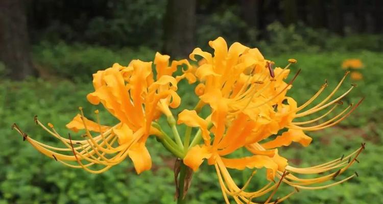 探秘彼岸花的奇妙生长之旅（花开花落，时光荏苒，彼岸花的美丽瞬间）