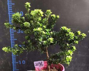 黑松树的种植方法（从选地到养护，全面解析种植黑松树的技巧）