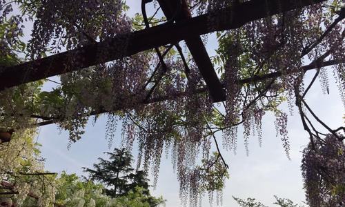 如何种植健康美丽的紫藤（紫藤栽培技巧与注意事项）