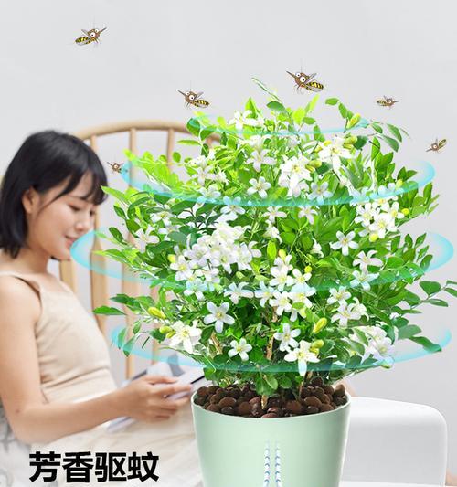 室内驱蚊植物的选择（掌握这些植物，让您的家免于蚊虫困扰）