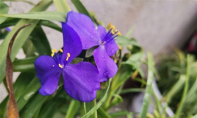 爱心养护，打造鲜花之家——紫露草养护方法（紫露草养护要点，爱心呵护花儿成长）