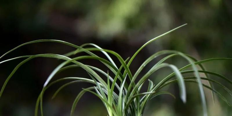 兰花种植与管理（探究兰花生长的条件和技术）