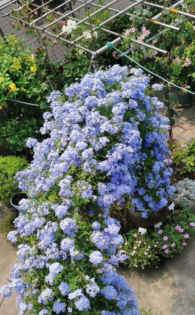 蓝雪花的生长与花期（探究蓝雪花的生长过程及其花期特点）