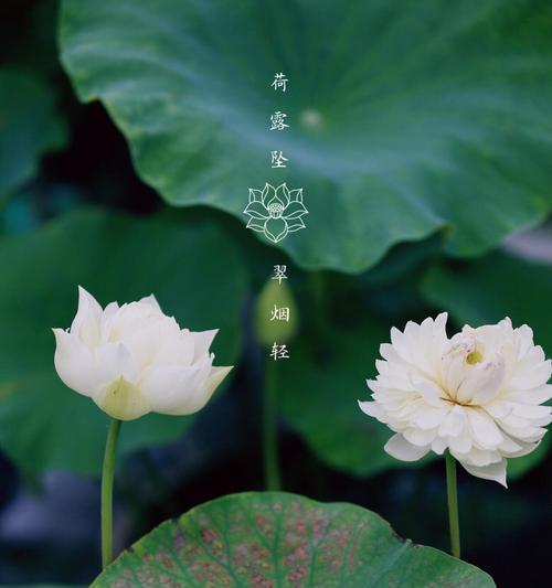 莲花的别名及寓意（了解莲花，感受她的美和力量）