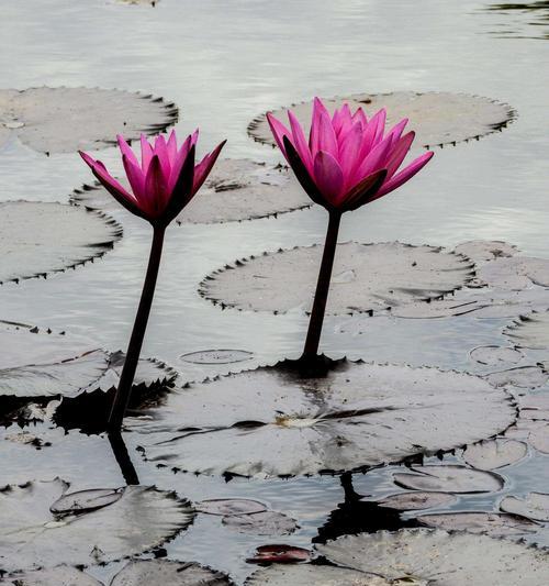 莲花的别名及寓意（了解莲花，感受她的美和力量）