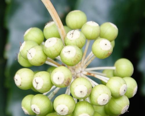 种植八角金盘种子的全流程（了解八角金盘种子种植方法，种出属于自己的美丽花园）