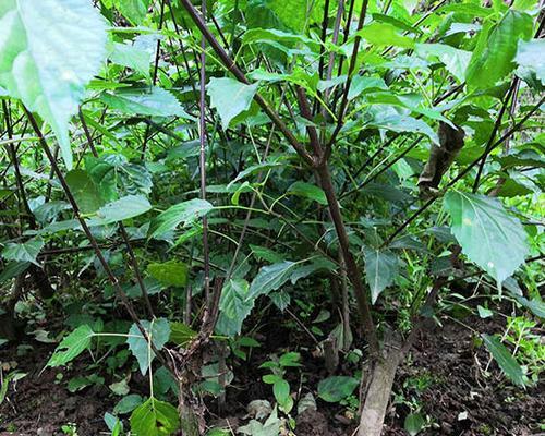 豆腐树——一种绿色的神奇植物（探秘豆腐树的形态、特点与价值）