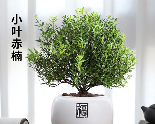 室内盆景，这些植物最易养活！（从易养、美观、品种多样等方面，为你推荐室内盆景的前8名。）