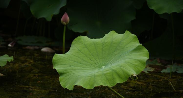 荷花叶子蔫了怎么办？（教你几招快速解决荷花叶子蔫的问题）