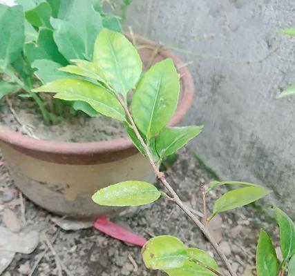 茶花移栽后叶子发黄的原因（揭秘栽培茶花的技巧与注意事项）