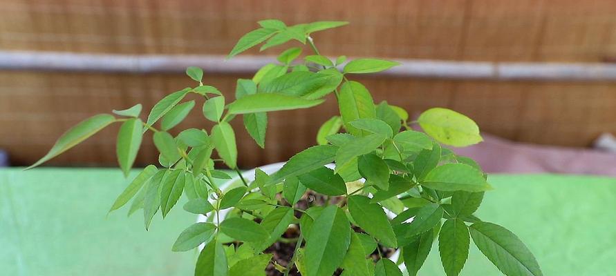 如何防止室内花卉黄叶（有效方法让花卉常青翠绿）