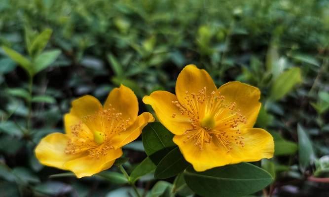 六月花海中的绚烂世界（盛夏繁花里的六月之美）