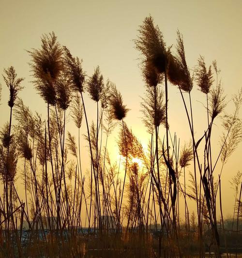 芦苇（自然、环保、的芦苇）