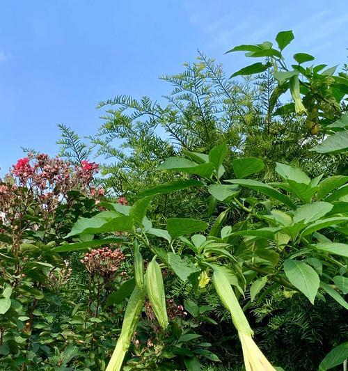 曼陀罗花的传说与意义（探寻曼陀罗花的神秘之美）