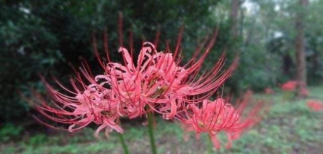 曼陀沙华（花语解读｜象征纯洁与自由的曼陀沙华）