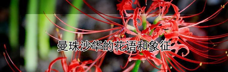 曼陀沙华花语与人生智慧（探寻曼陀沙华花语的深层内涵）