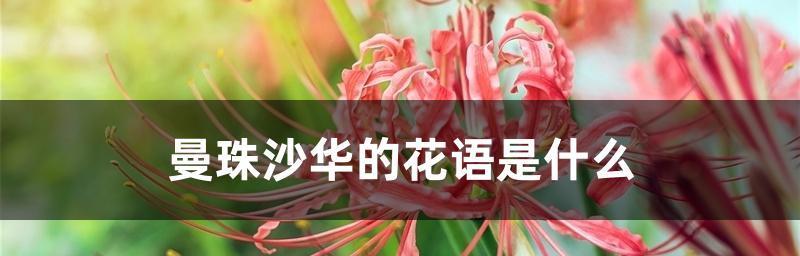 曼珠沙华（花语解读与传说）