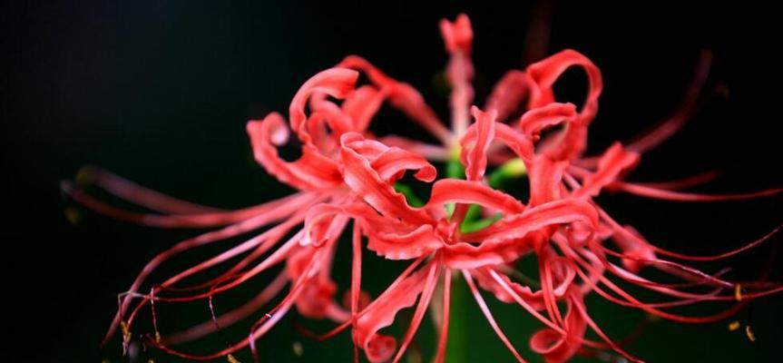 曼珠沙华花的花语与意义（探索曼珠沙华花的象征意义与传说）