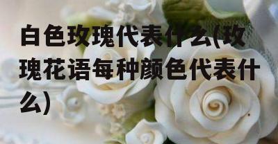 玫瑰花花语颜色代表什么？（揭秘玫瑰花不同颜色的含义）