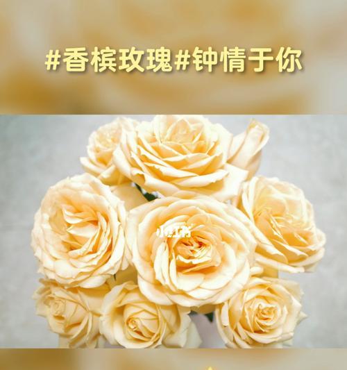 11朵玫瑰花语的深意（表达爱情的方式——了解11朵玫瑰花语）