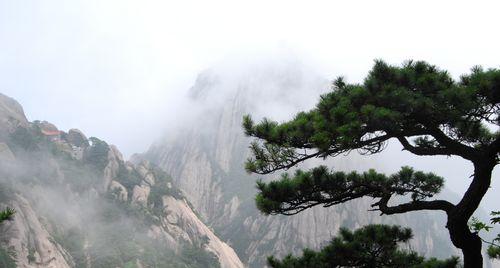 黄山松的象征意义（探寻黄山松的文化内涵）